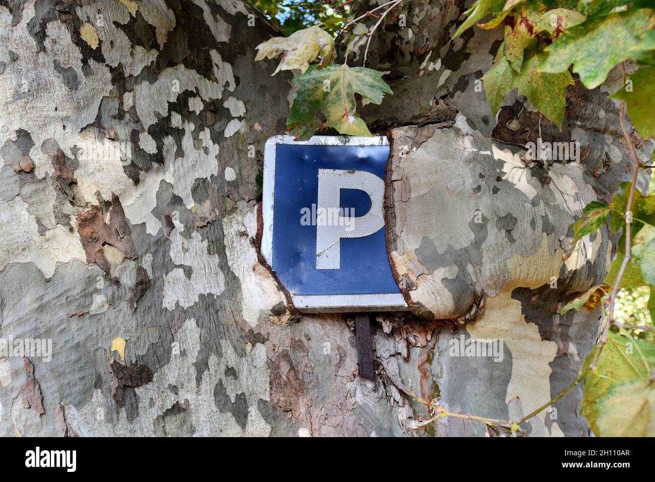 Baumrinde wächst um Parkschild in Frankreich Stockfoto
