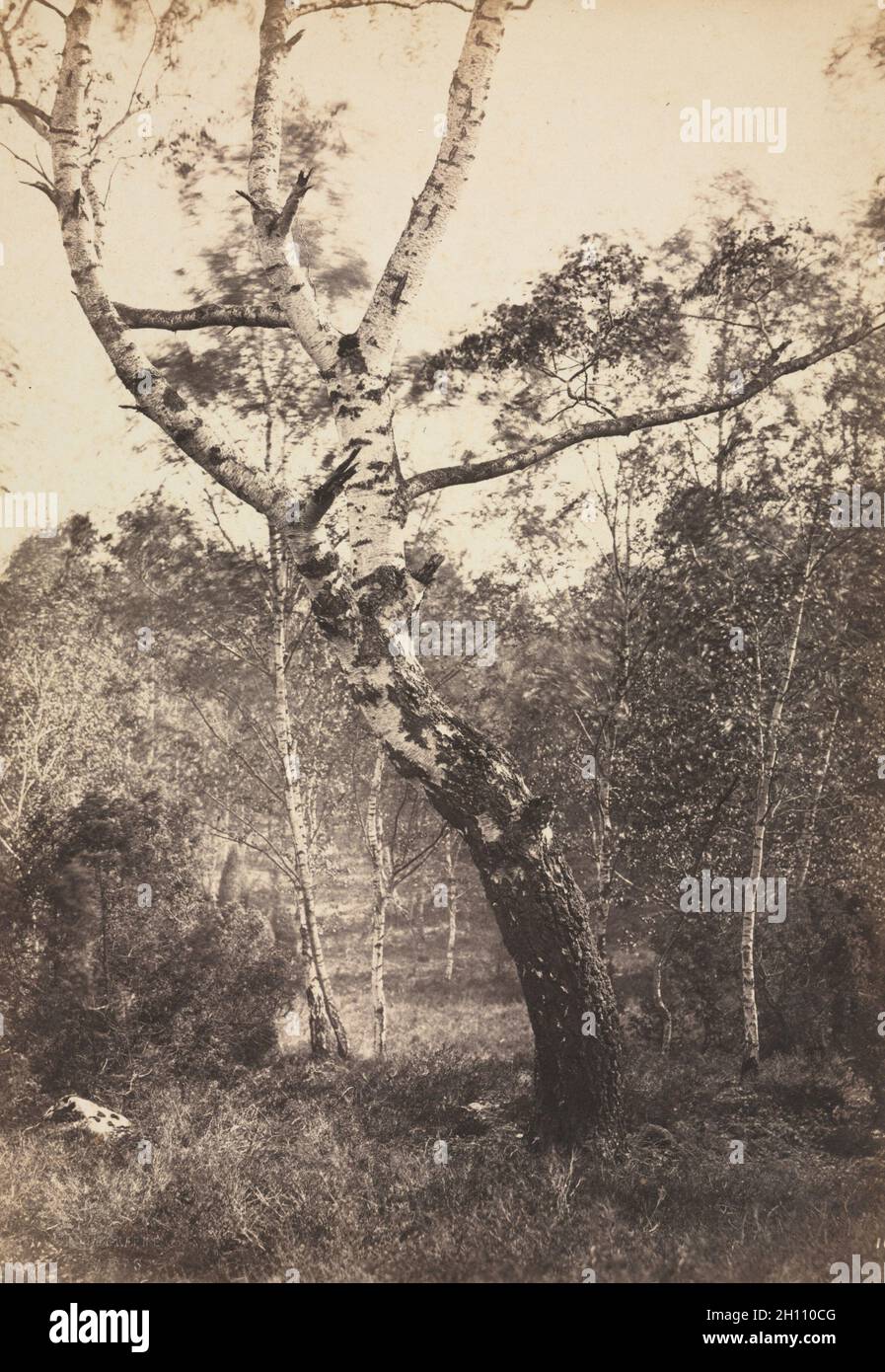 Studie über eine Birke, Barbizon, 1860s-1870 s. Konstante Alexandre Famin (Französisch, 1827-1888). Eiweiß Drucken von nassen Collodium negativ; Bild: 25,9 x 18 cm (10 1/4 x 7 1/16 in.); verfilzt: 50,8 x 40,6 cm (20 x 16 in.). Stockfoto