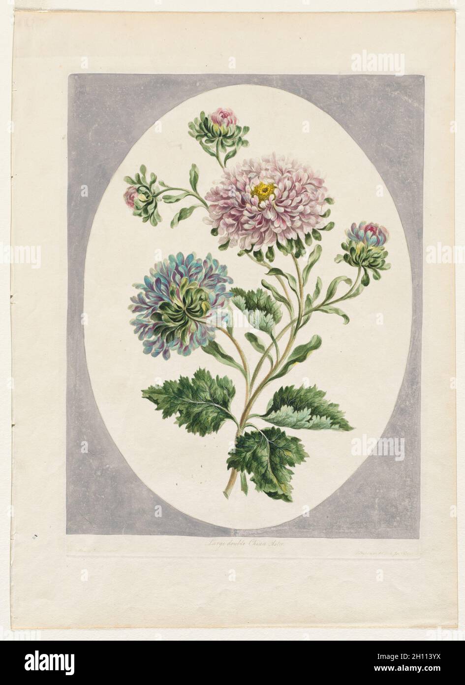 Eine Sammlung von Blumen aus der Natur: Große doppelte China-Aster, 1798. John Edwards (Britisch). Radierung, handfarbig; Bild: 43.4 x 31.5 cm (17 1/16 x 12 3/8 Zoll); Platemark: 34 x 25 cm (13 3/8 x 9 13/16 Zoll). Stockfoto