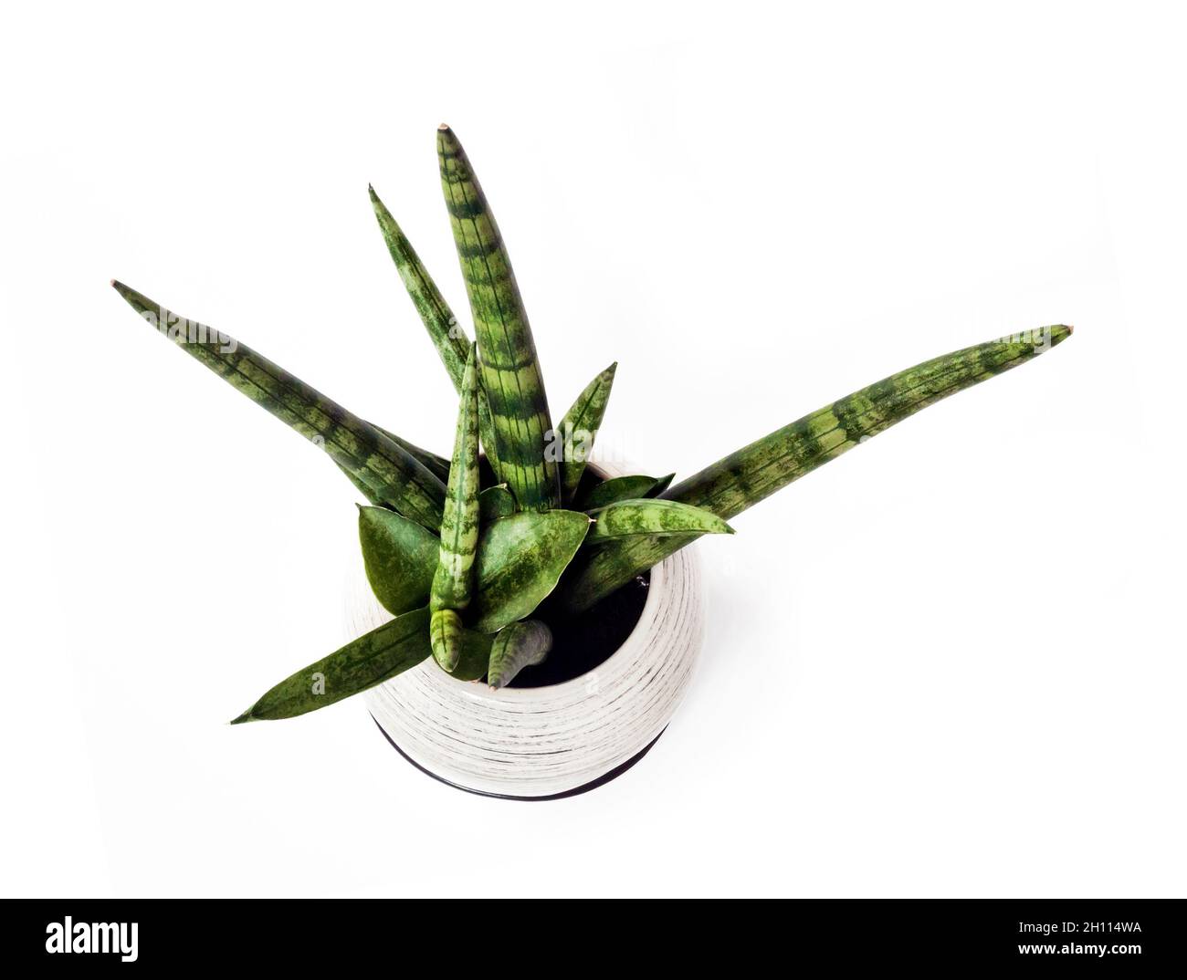 Vergossene Sansevieria cylindrica var. Patula isoliert auf weißem Hintergrund. Sansevieria cylindrica auch als zylindrische Schlangenpflanze, afrikanische Spea, bekannt Stockfoto
