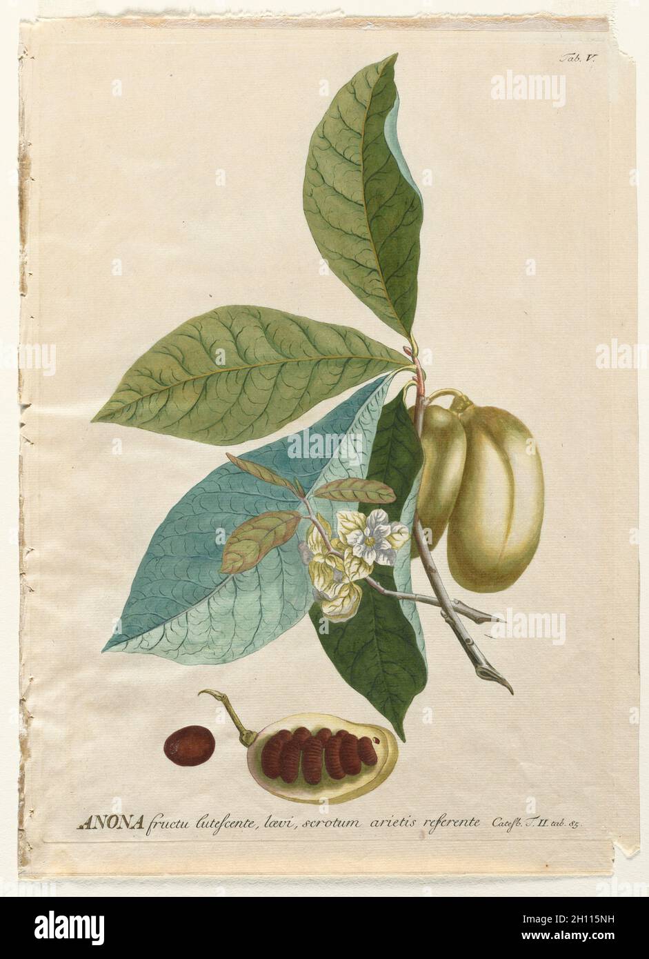 Plantae Selectae: No. 5 - Anona. Georg Dionysius Ehret (Deutsch, 1708-1770), Christopher Jacob Trew (Deutsch). Gravur, handfarbig; Stockfoto