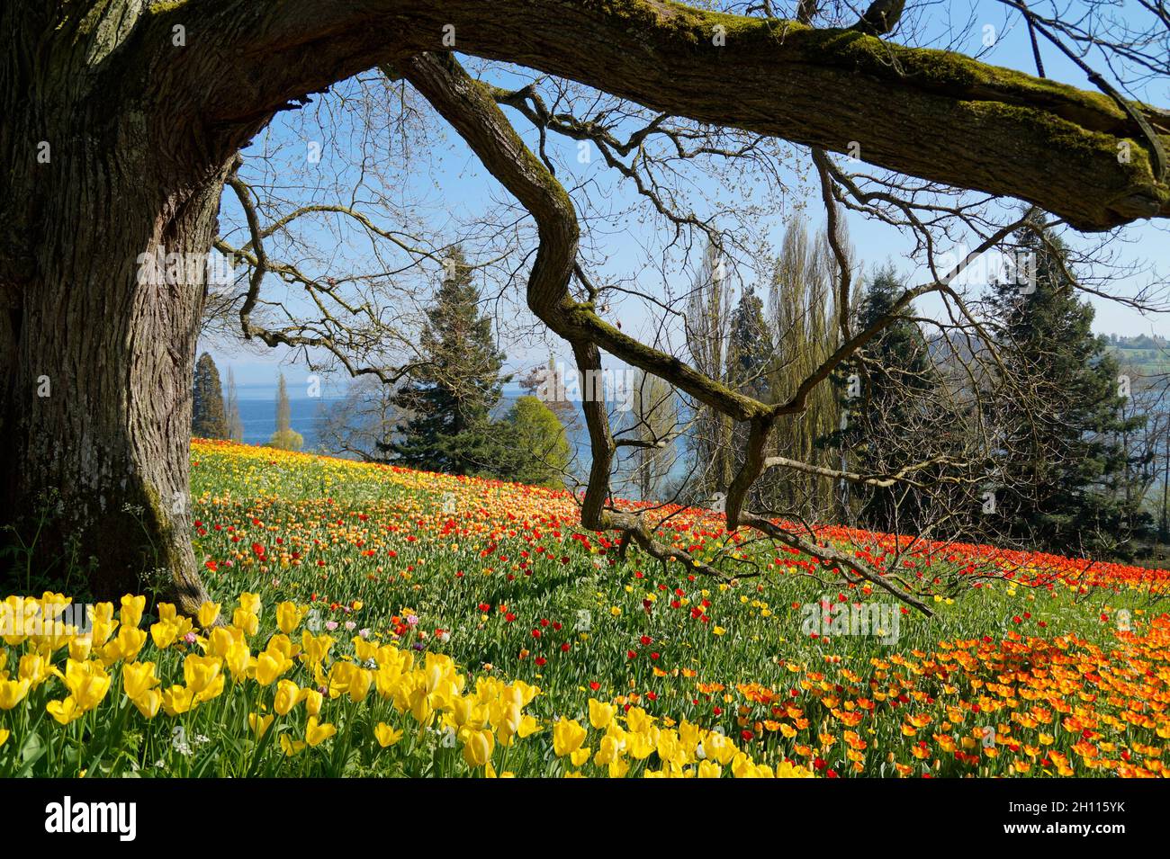 Eine wunderschöne Wiese voller bunter Tulpen mit Bodensee im Hintergrund (Blumeninsel Mainau in Deutschland) Stockfoto
