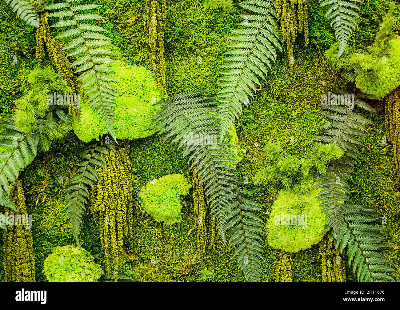 Full Frame Hintergrund der frischen dekorativen grünen Pflanzen Wand Stockfoto