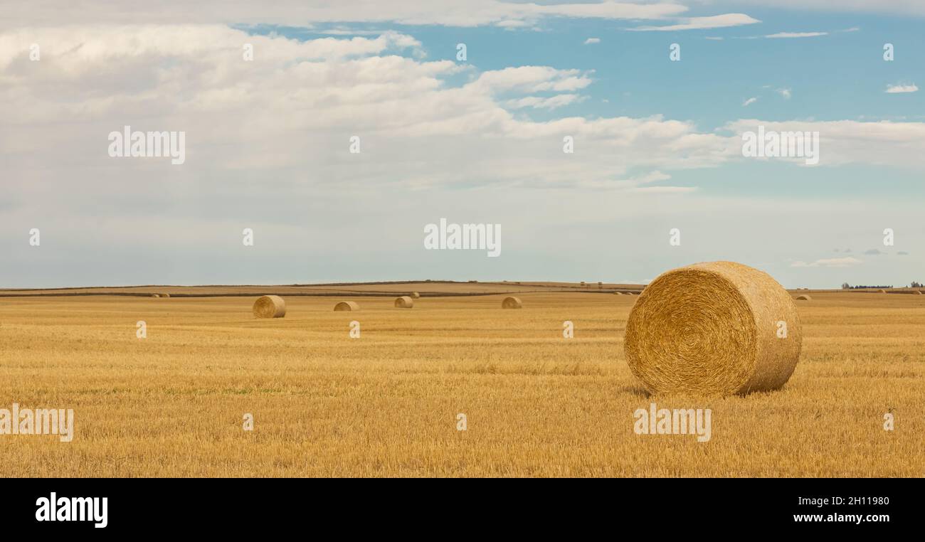 Goldene Heuballen auf dem Land an einem sonnigen Herbsttag. Geerntetes Feld mit Strohballen. Reisefoto, niemand, Platz für Text kopieren, Street View, s Stockfoto