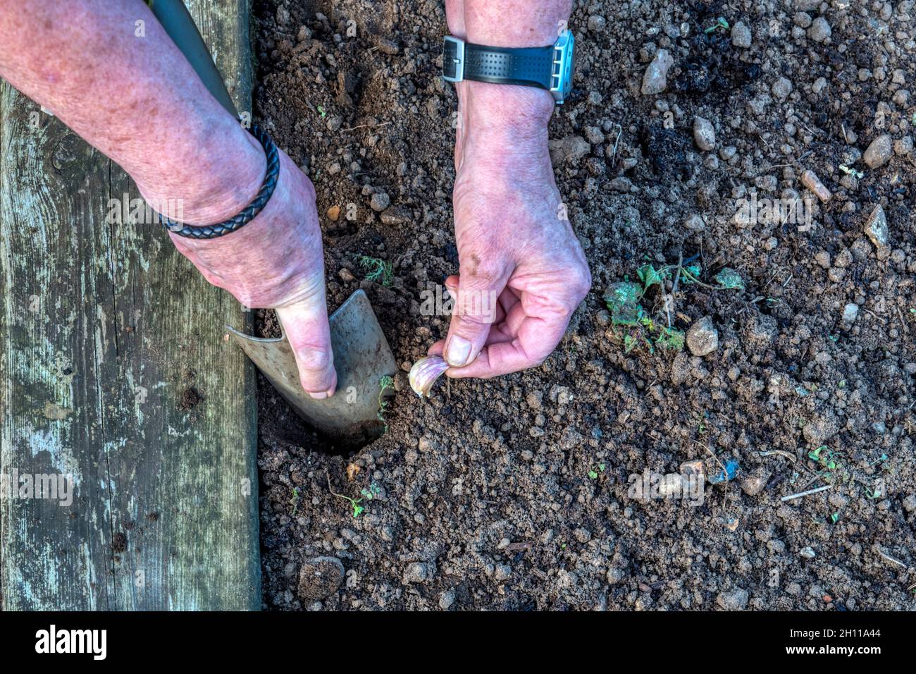 Frau, die Knoblauch, Allium sativum, im Garten anpflanzt. Stockfoto