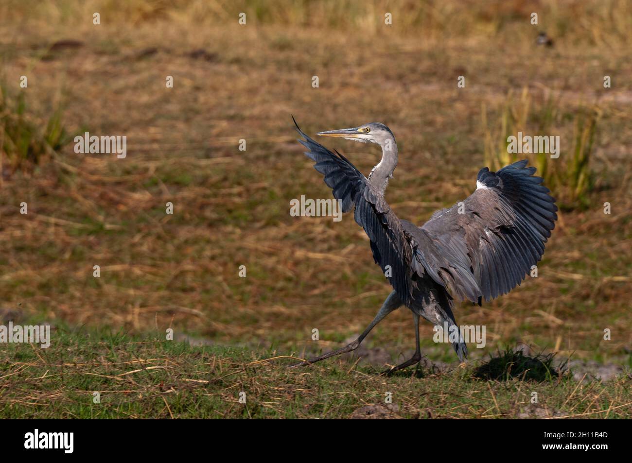 Ein Schwarzkopfreiher, Ardea melanocephala, der mit ausgestreckten Flügeln geht. Chobe National Park, Botswana. Stockfoto