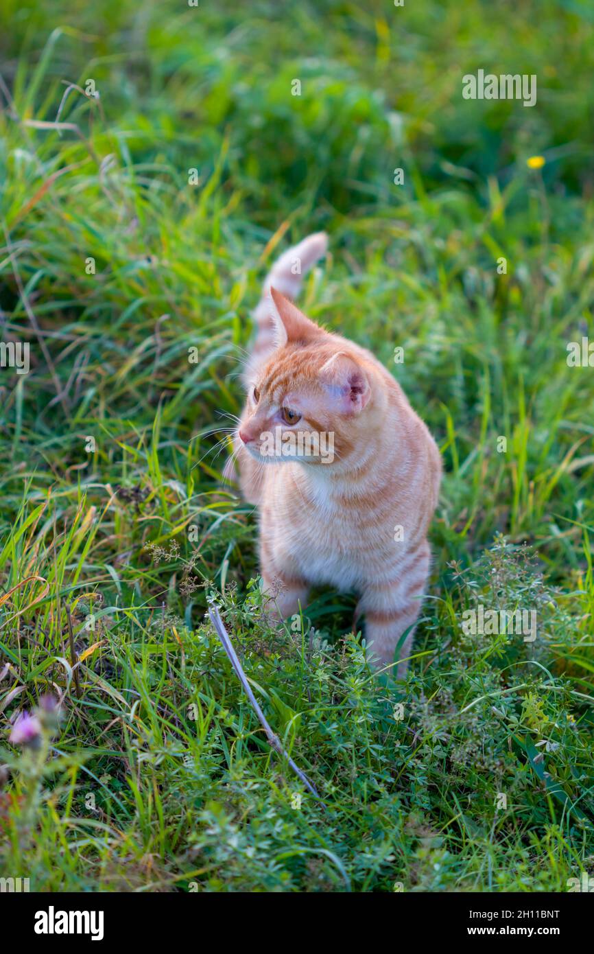 Katze im grünen Gras . Schöne rote Katze mit gelben Augen Stockfoto