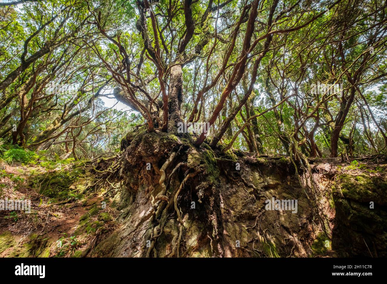 Alte Baumwurzeln, Querschnitt durch die Waldlandschaft Stockfoto