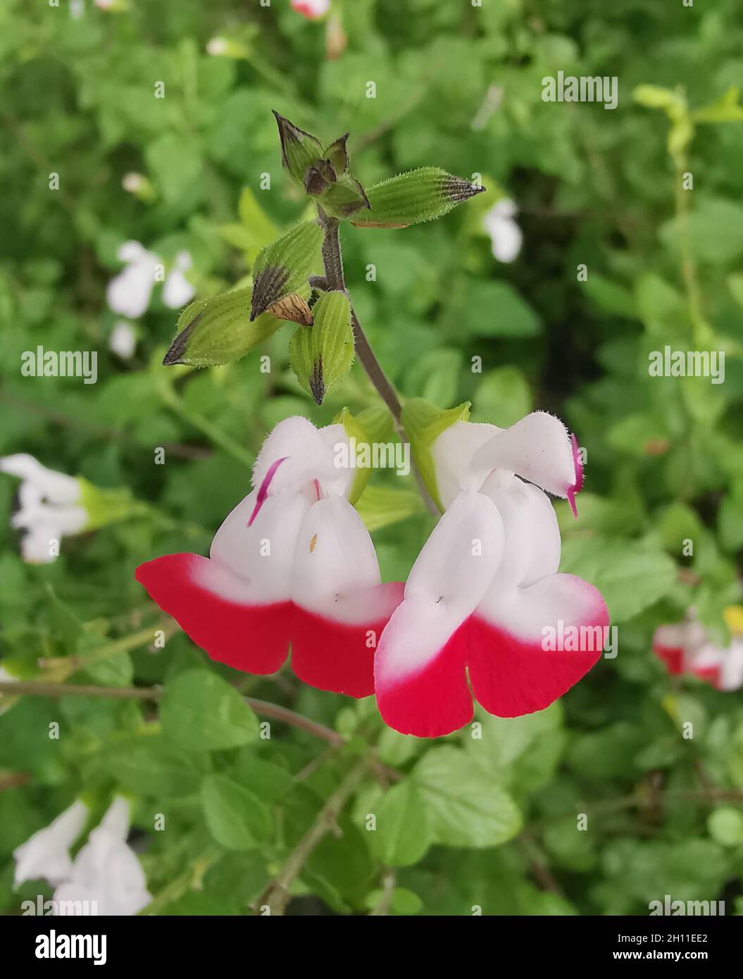 Nahaufnahme von roten, heißen Lippen, roten und weißen Salvia und grünem Laub Stockfoto