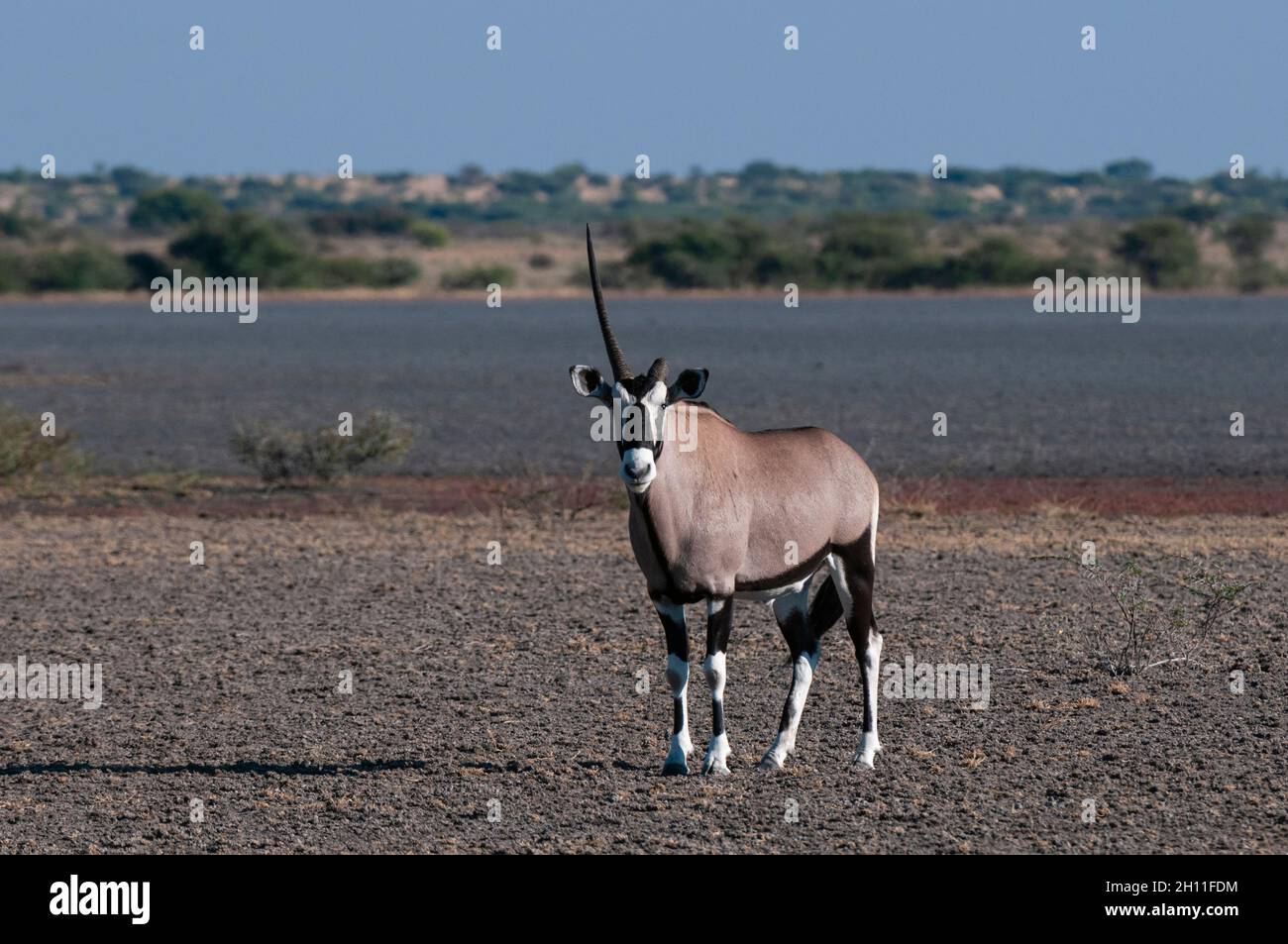 Porträt eines Gemsbocks, Oryx gazella, mit gebrochenem Horn. Central Kalahari Game Reserve, Botswana. Stockfoto