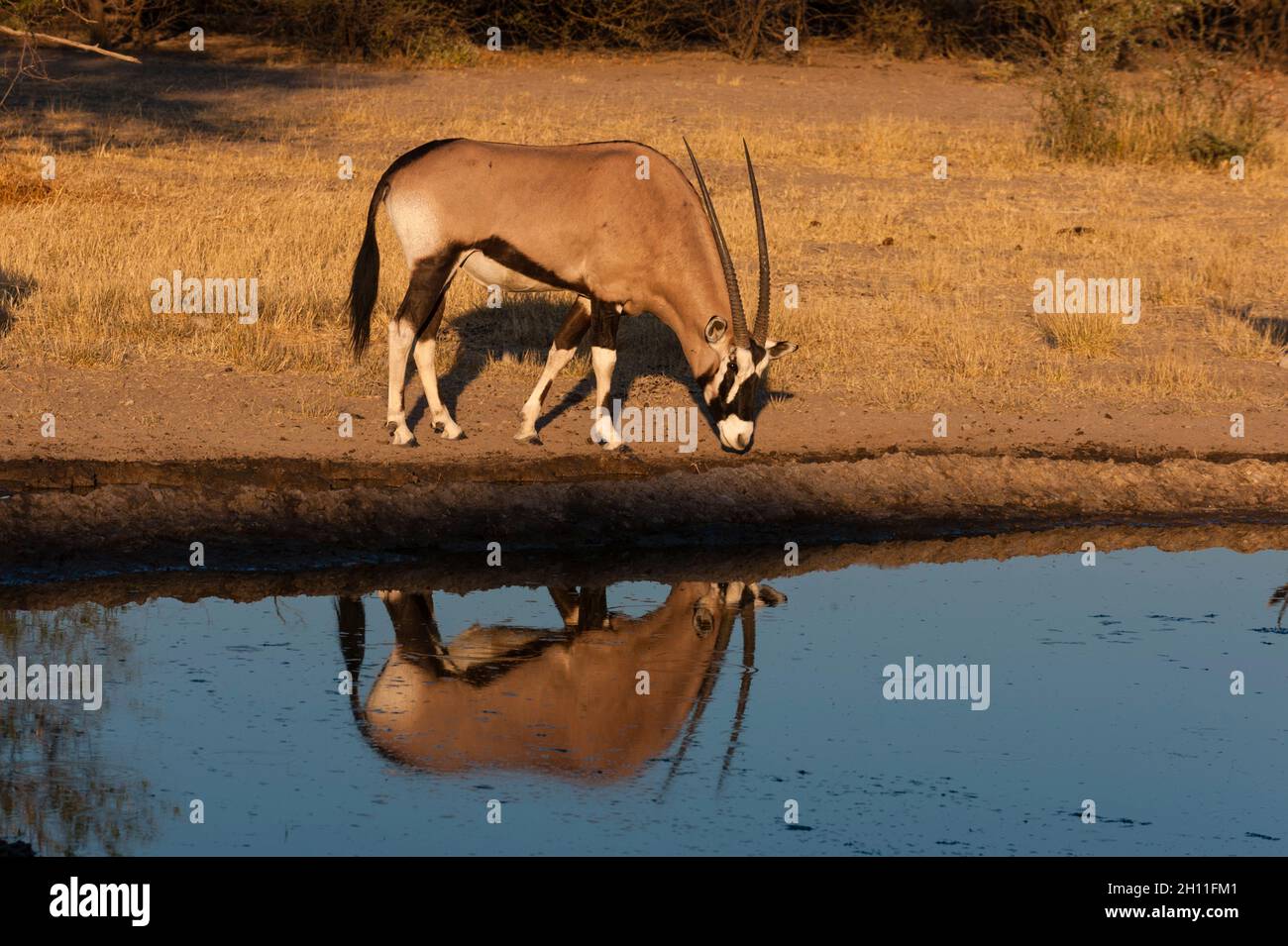 Ein Gemsbok, Oryx gazella, nähert sich einem Wasserloch. Central Kalahari Game Reserve, Botswana. Stockfoto