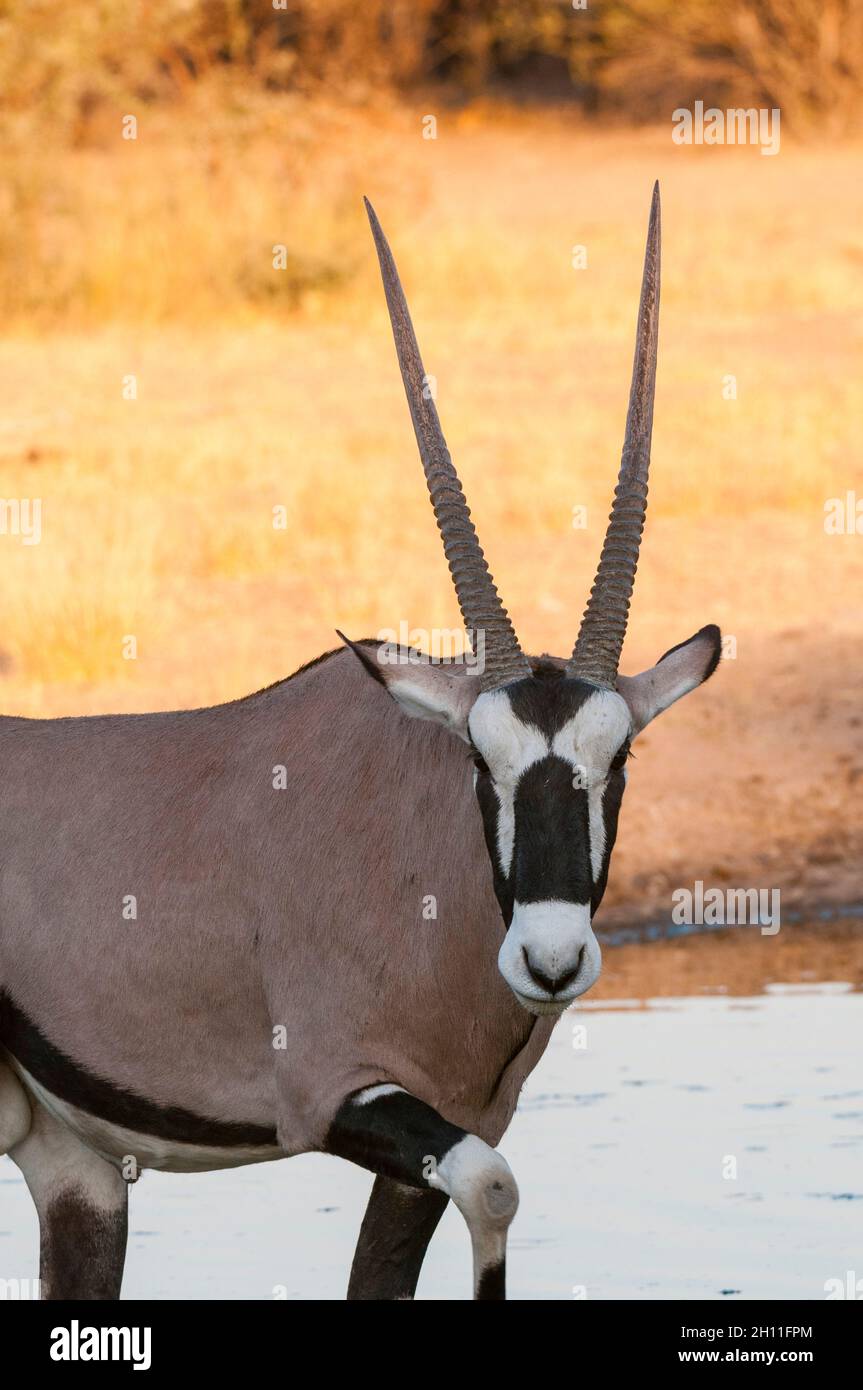 Porträt eines Gemsbocks, Oryx gazella, der auf die Kamera schaut. Central Kalahari Game Reserve, Botswana. Stockfoto