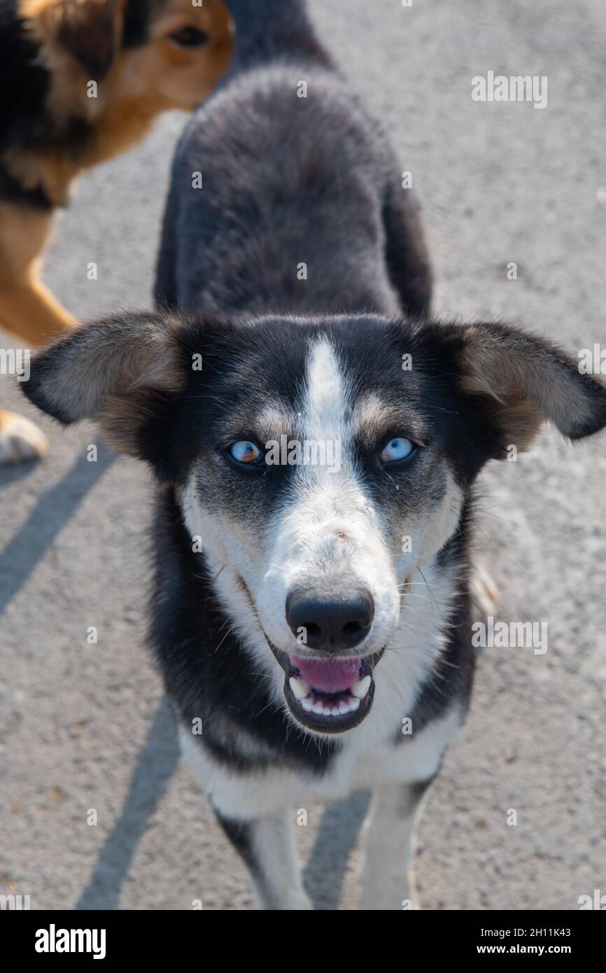 Nahaufnahme eines schwarzen Hundes mit unterschiedlichen Augen Stockfoto