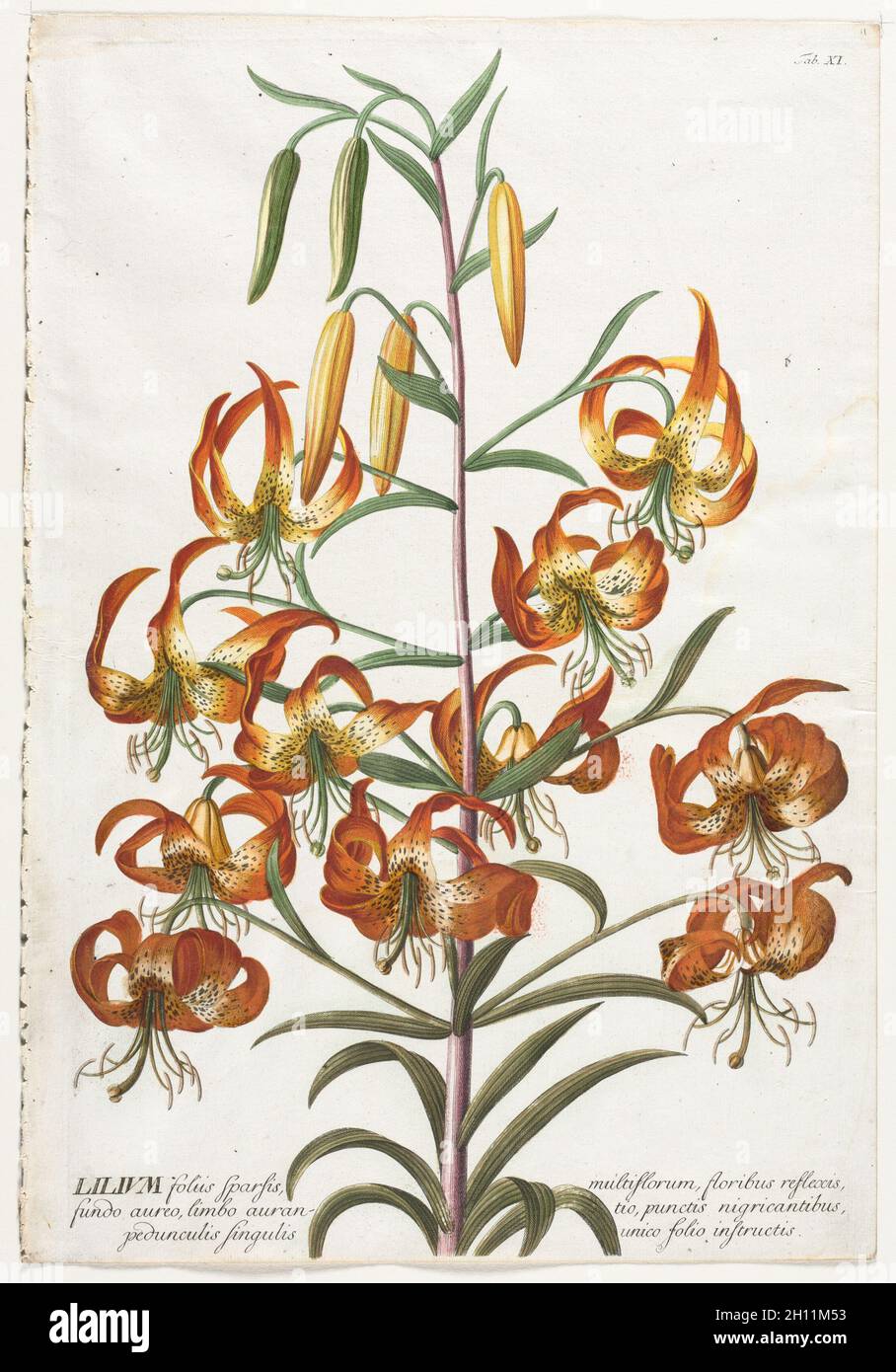 Plantae Selectae: Nr. 11 - Lilie. Georg Dionysius Ehret (Deutsch, 1708-1770), Christopher Jacob Trew (Deutsch). Gravur, handfarbig; Stockfoto