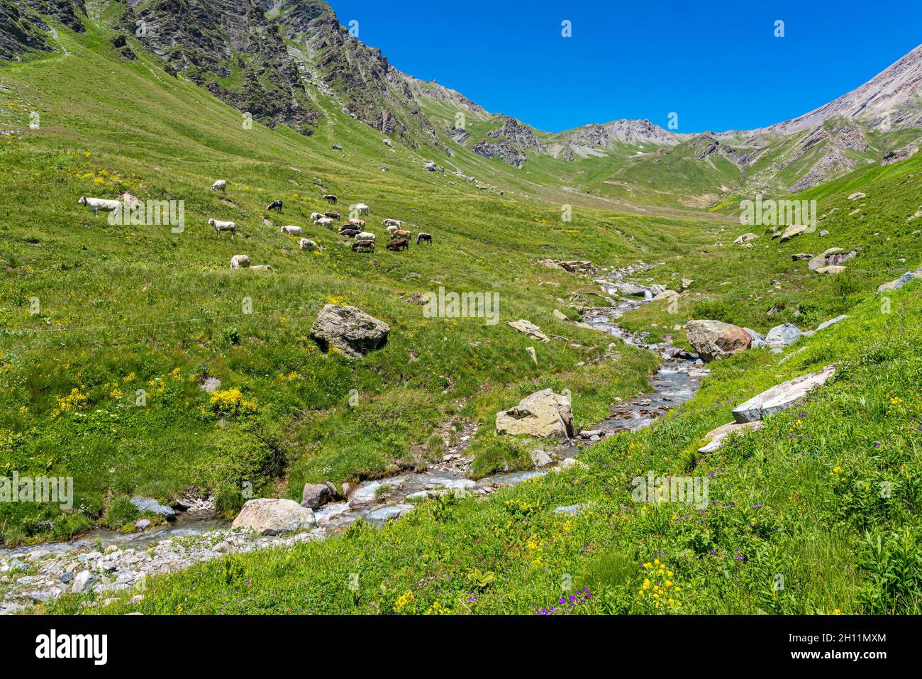 Malerische Aussicht mit Kühen, die in der Nähe eines Baches, in der Nähe des Bergpasses Colle dell'Agnello, Piemont, zwischen Italien und Frankreich wandern. Stockfoto
