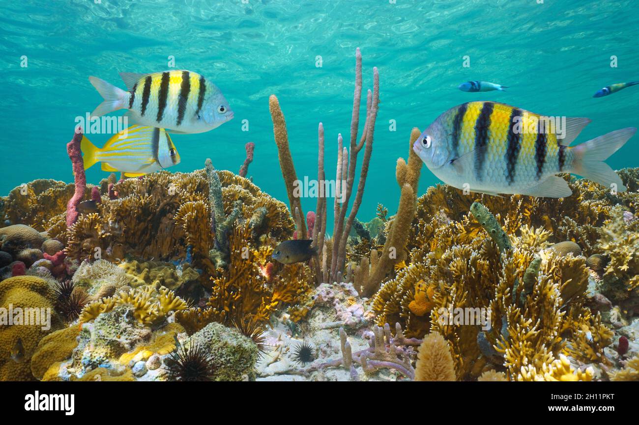 Karibisches Meer unter Wasser, flaches Korallenriff mit farbenfrohen tropischen Fischen Stockfoto