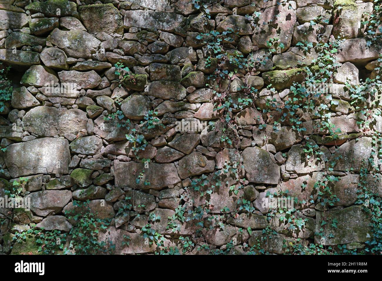Alte mittelalterliche Trockensteinmauer mit Efeu, Aldan, Spanien, Galizien, Pontevedra Provinz Stockfoto