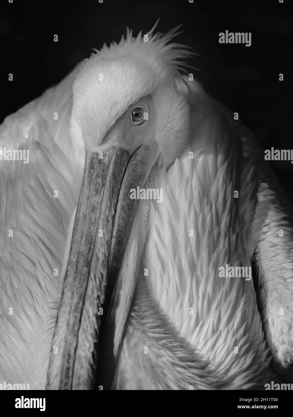 Pelikan-Porträt in schwarz-weiß Stockfoto