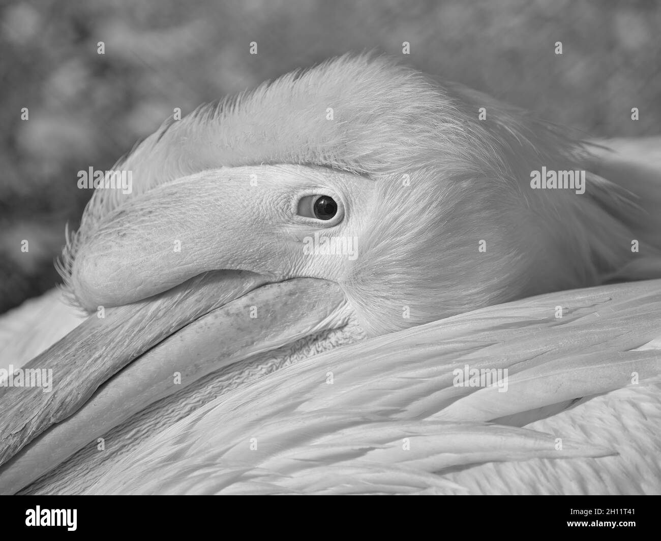 Pelikan-Porträt in schwarz-weiß Stockfoto