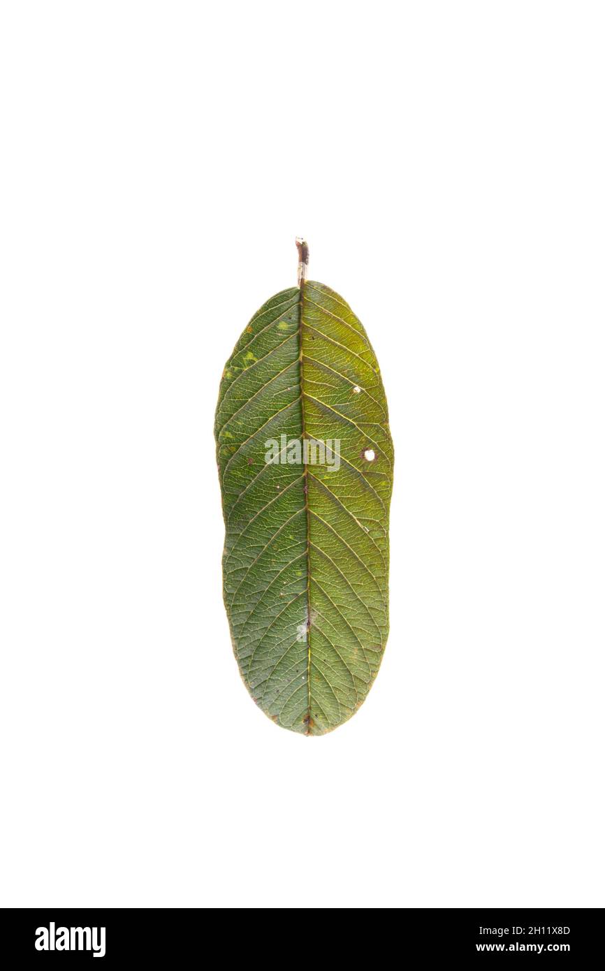 Ein Blatt des Nahaufnahmmakros des Guava-Baumes, auf einem leeren Feld isoliert Stockfoto