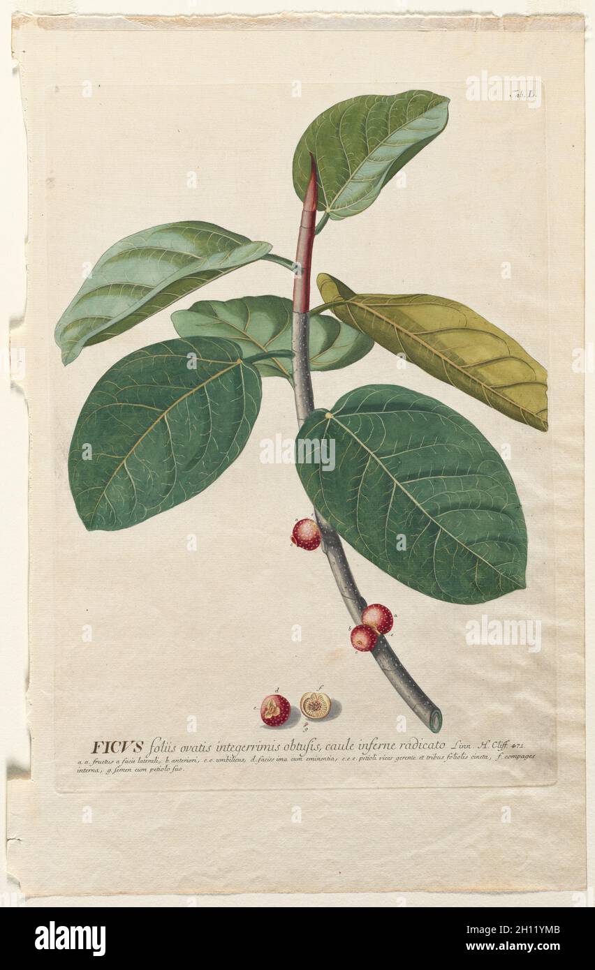Plantae Selectae: No. 50 - Ficus. Georg Dionysius Ehret (Deutsch, 1708-1770), Christopher Jacob Trew (Deutsch). Gravur, handfarbig; Stockfoto