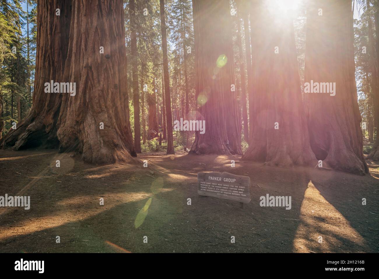 Riesige Redwood-Bäume, die als Parker Group bekannt sind. Sequoia & Kings Canyon National Parks. Tulare County, CA, USA. Stockfoto