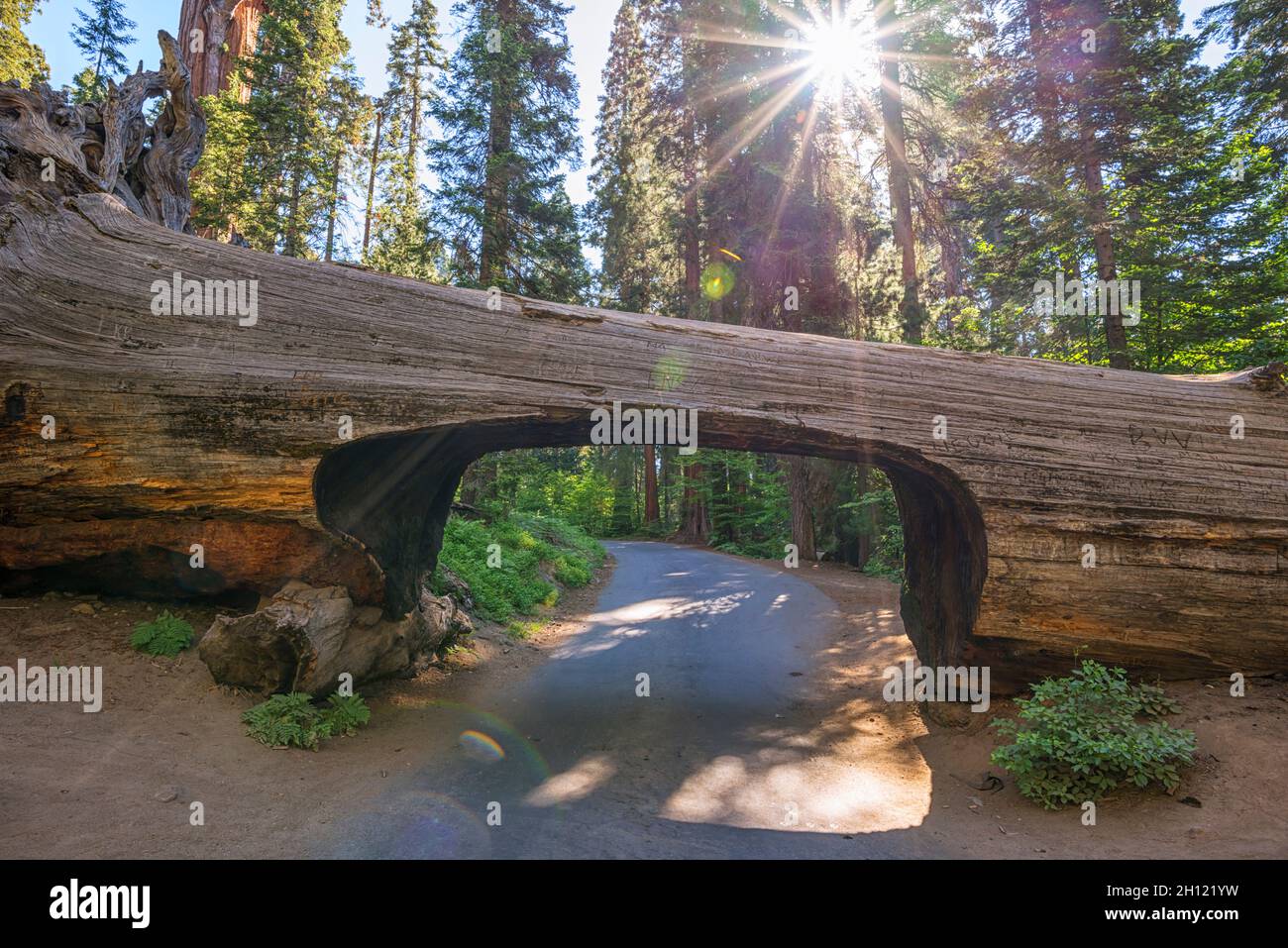 Die Fahrt durch den Tunnel Log im Sequoia National Park. Tulare County, CA, USA. Stockfoto