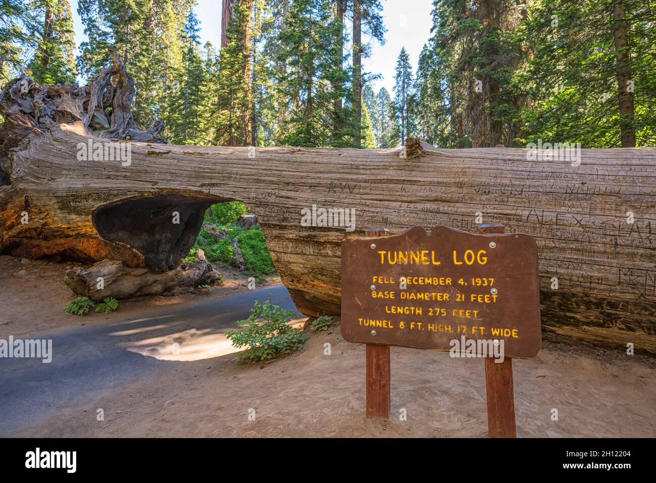 Die Fahrt durch den Tunnel Log im Sequoia National Park. Tulare County, CA, USA. Stockfoto