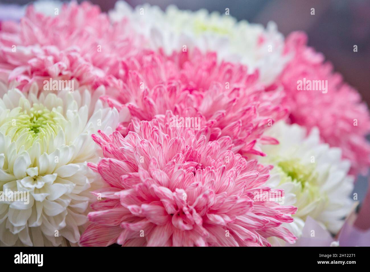 Bouquet von Pfingstrosen. Rosa und weiße Pfingstrosen. Blütenblätter aus der Nähe. Floraler Hintergrund. Ein Strauß von Gartenblumen. Stockfoto