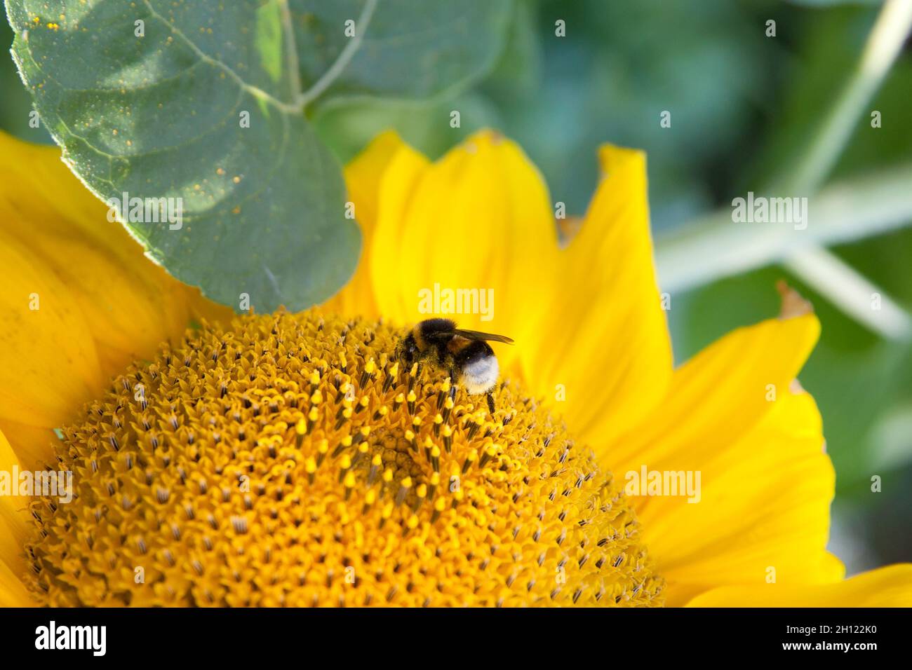 Nahaufnahme der Hummel auf der schönen Sonnenblume. Hummel sammelt Nektar. Stockfoto