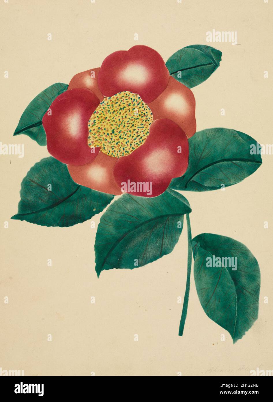 Chinesische Blume, 1800. Mary Altha Nims (Amerikanerin, 1817-1907). Aquarell; Stockfoto