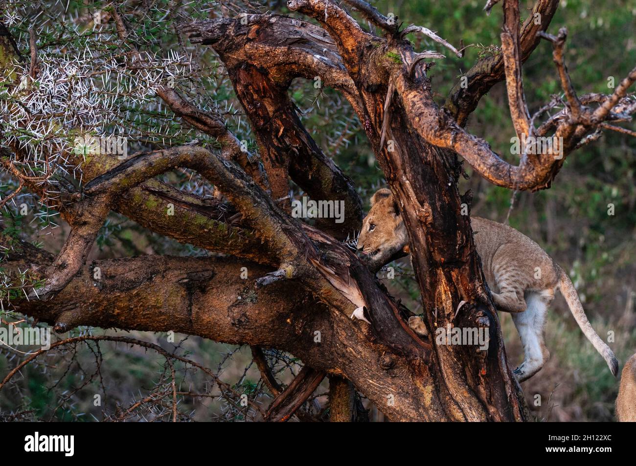 Ein Löwenjunges, Panthera leo, klettert in einen Akazienbaum. Masai Mara National Reserve, Kenia. Stockfoto
