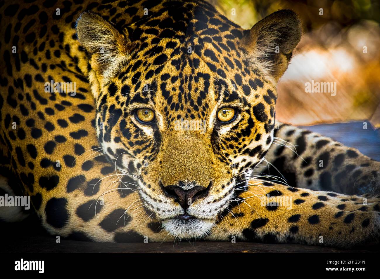 Nahaufnahme des Jaguar Kopfes Stockfoto