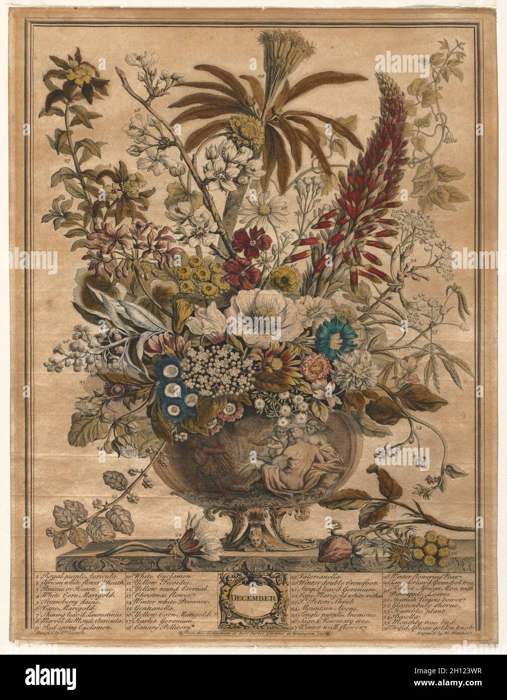 Zwölf Monate der Blumen: Dezember, 1730. Henry Fletcher (Briten, aktive 1715-38). Gravur, von Hand gefärbt; Blatt: 42,4 x 32,5 cm (16 11/16 x 12 13/16 in.); Plattenrand: 41,6 x 31,6 cm (16 3/8 x 12 5/6 in.). Stockfoto