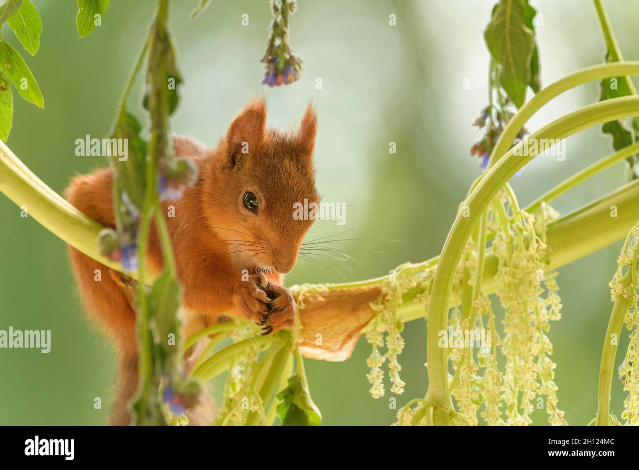 Das rote Eichhörnchen blickt vom Rhabarber-Zweig herab Stockfoto