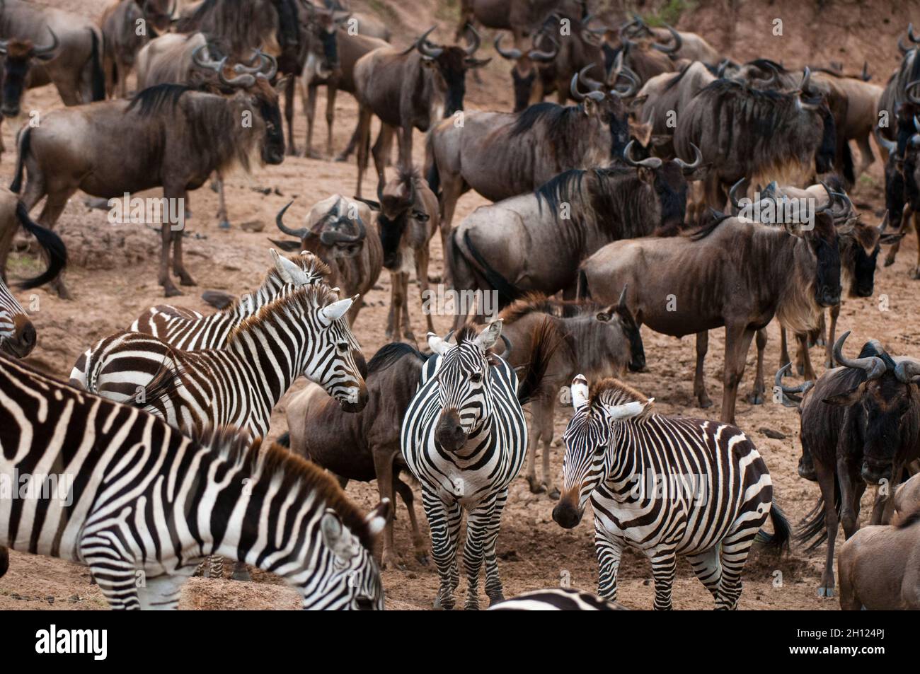 Wandernde Zebras, Equus quagga und Gnus, Connochaetes taurinus, nähern sich dem Mara River. Mara River, Masai Mara National Reserve, Ke Stockfoto