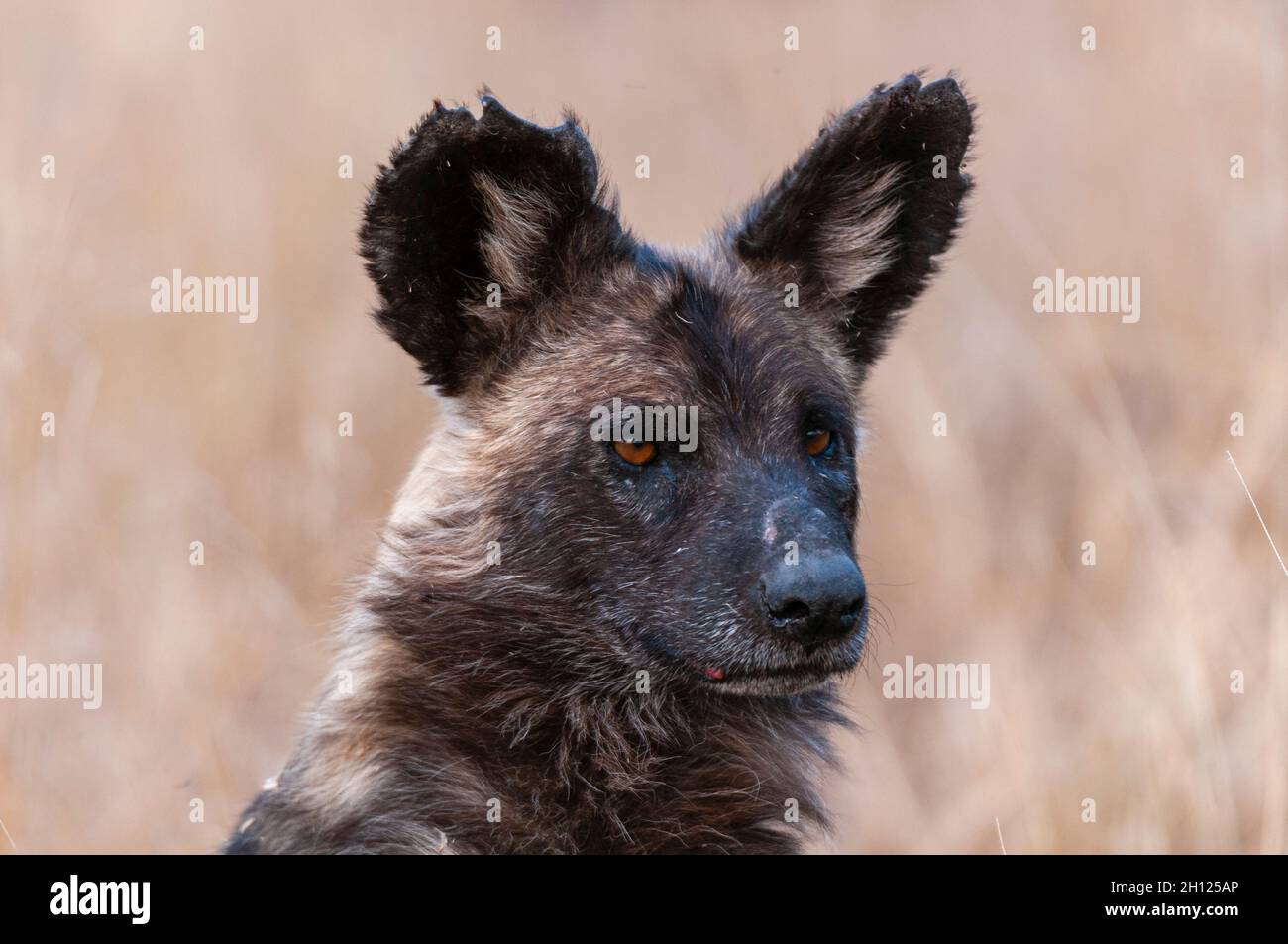 Porträt eines bedrohten afrikanischen Wildhundes, eines Cape-Jagdhundes oder eines bemalten Wolfes, Lycaon pictus. Mala Mala Game Reserve, Südafrika. Stockfoto