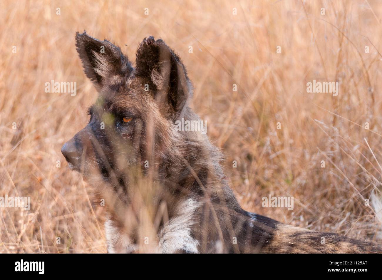 Porträt eines afrikanischen Wildhundes, eines Cape-Jagdhundes oder eines bemalten Wolfes, Lycaon pictus. Mala Mala Game Reserve, Südafrika. Stockfoto