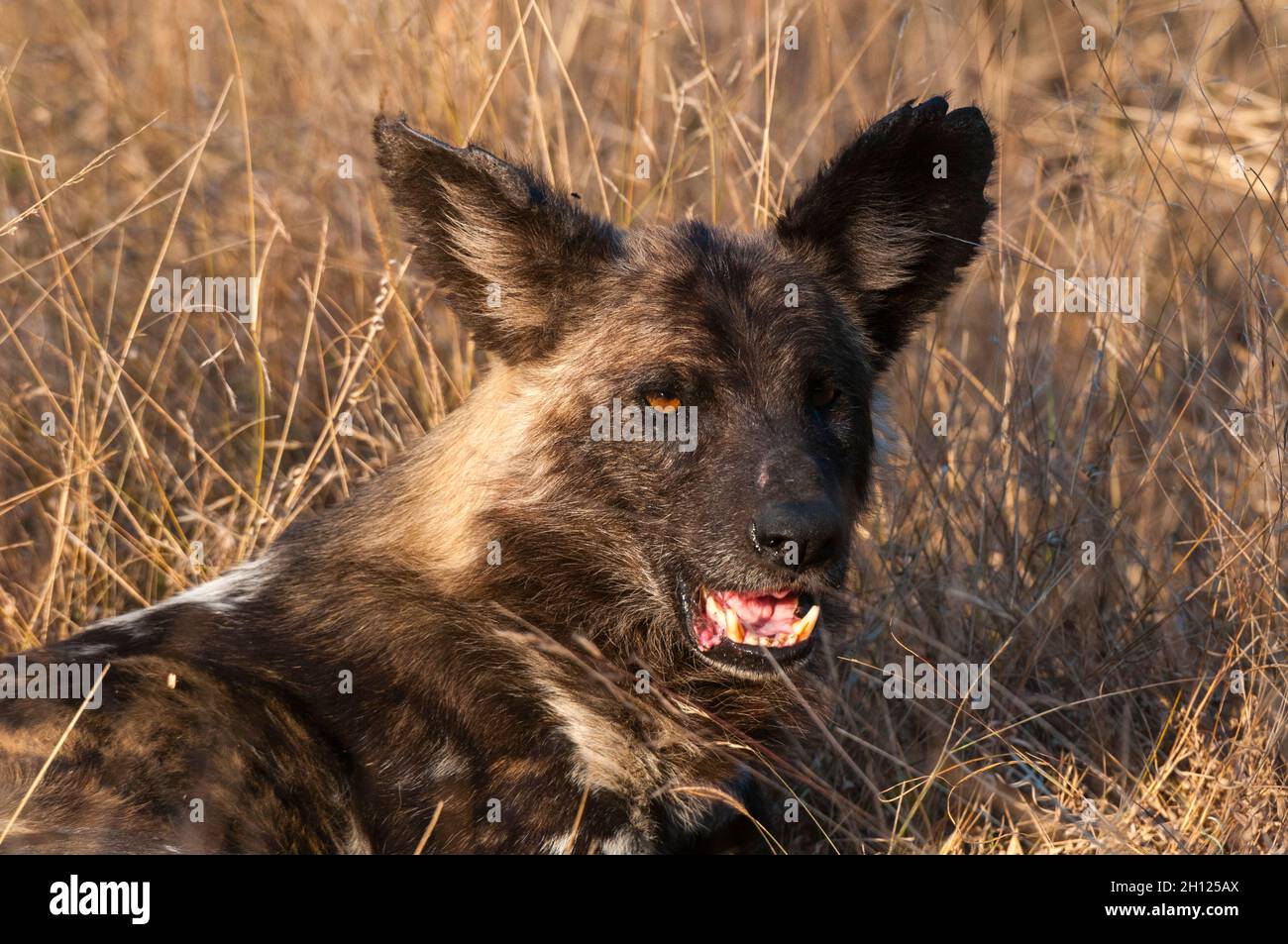 Porträt eines afrikanischen Wildhundes, eines Cape-Jagdhundes oder eines bemalten Wolfes, Lycaon pictus. Mala Mala Game Reserve, Südafrika. Stockfoto