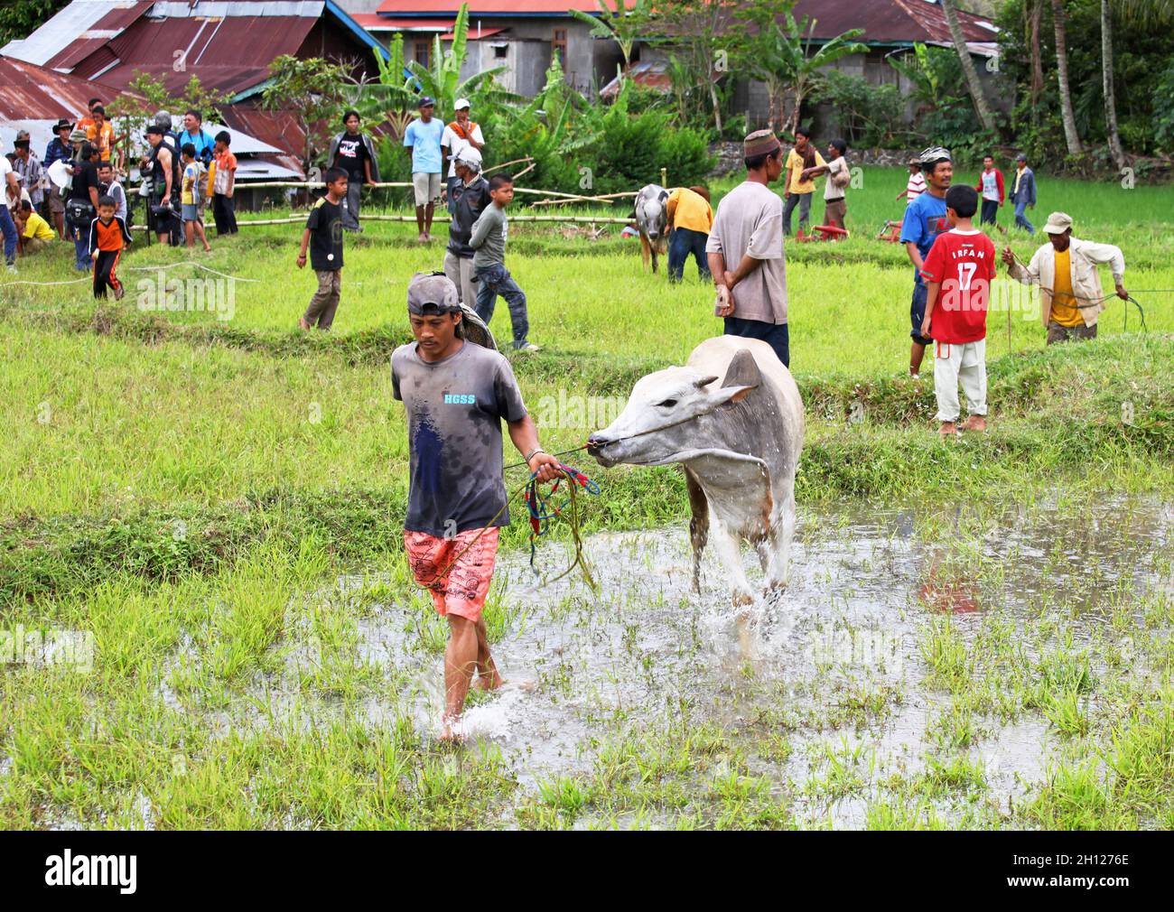 Ein Bulle, der von seinem Torwart beim Bullenrennen PACU Jawi angeführt wird, das in Dörfern in West-Sumatra in Indonesien stattfindet. Stockfoto