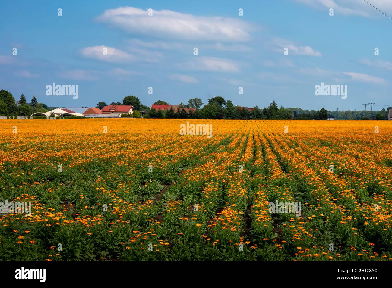 Ein Feld blühender orangefarbener Ringelblumenblüten, Calendula officinalis, Niederschlesien, Polen. Sonniger Tag, blauer Himmel. Stockfoto