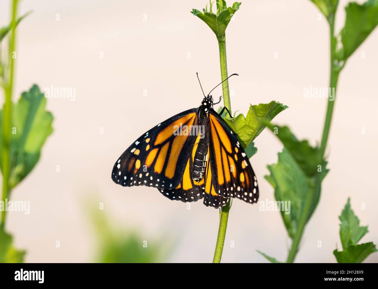 Weiblicher Monarchschmetterling, Danaus plexippus, ruhend auf einem Althea-Blatt, Rose von Sharon. Kansas, USA. Stockfoto