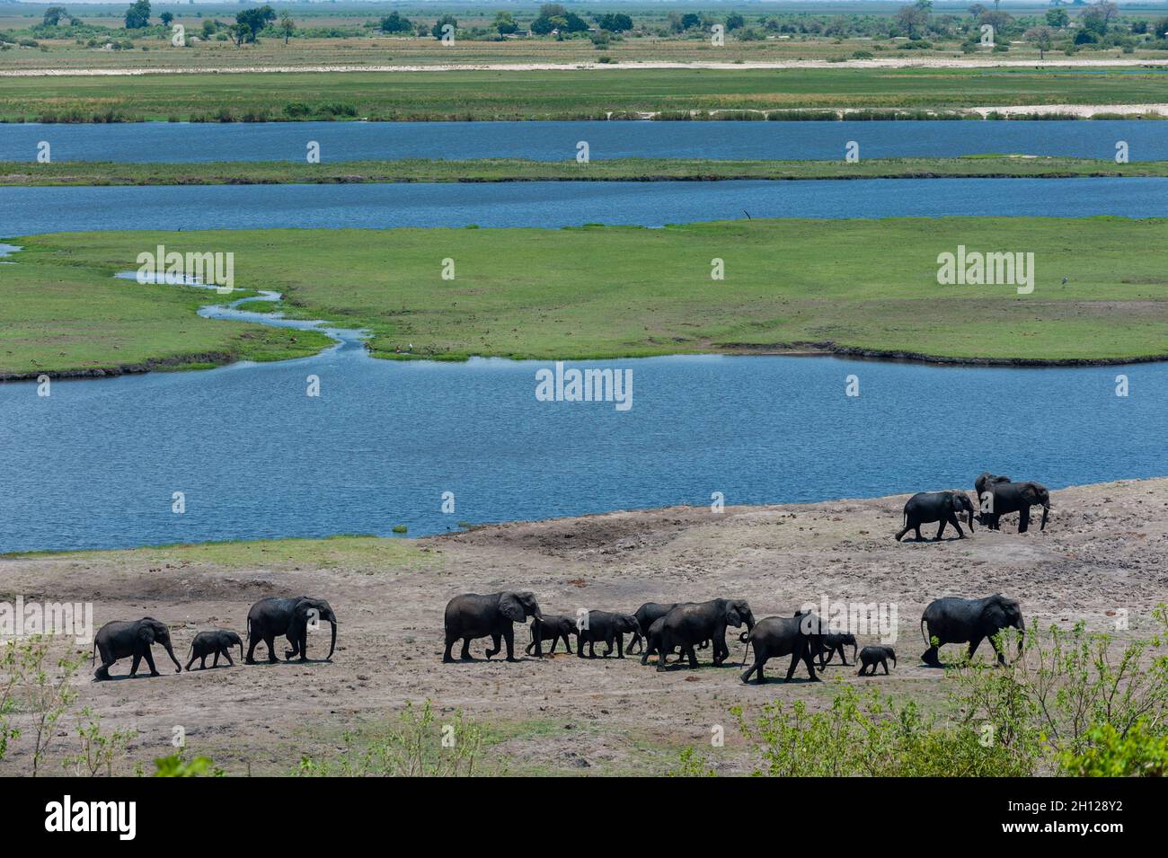 Eine Brutherde afrikanischer Elefanten, Loxodonta africana, die am Ufer des Chobe River entlang geht. Chobe River, Chobe National Park, Botswana. Stockfoto