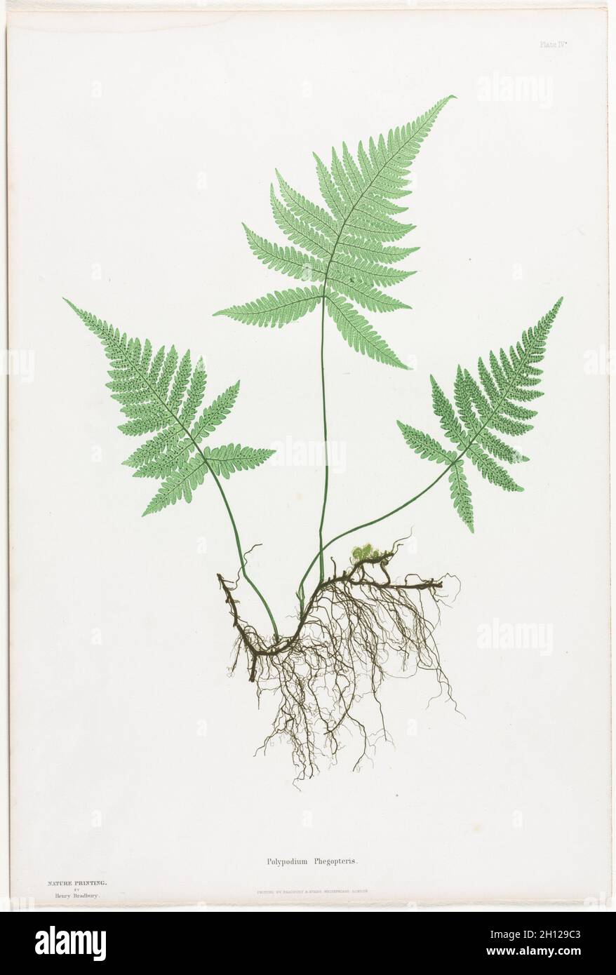 Farne aus Großbritannien und Irland: Polypodium Phegopteris, 1855-1856. Henry Bradbury (British, 1829-1860), Bradbury und Evans. Naturdruck; Blatt: 54.8 x 36.9 cm (21 9/16 x 14 1/2 Zoll). Stockfoto