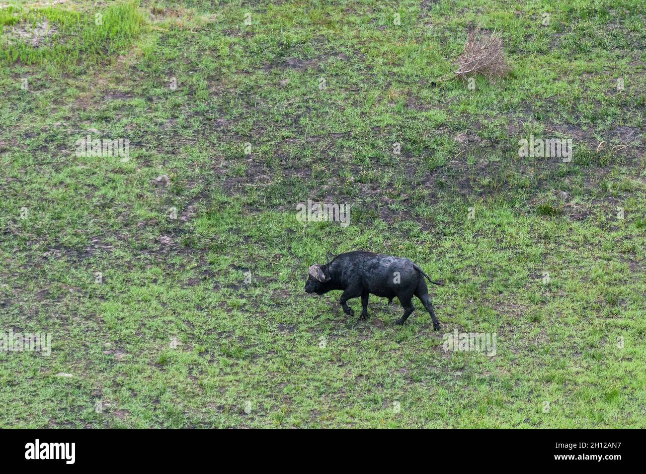 Eine Luftaufnahme eines afrikanischen Büffels, Syncerus Caffer, beim Gehen. Okavango Delta, Botswana. Stockfoto