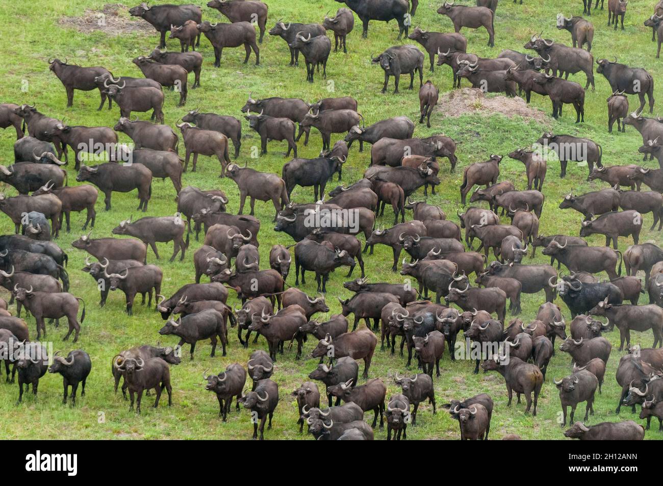 Eine Luftaufnahme einer Herde afrikanischer Büffel, Syncerus Caffer. Okavango Delta, Botswana. Stockfoto