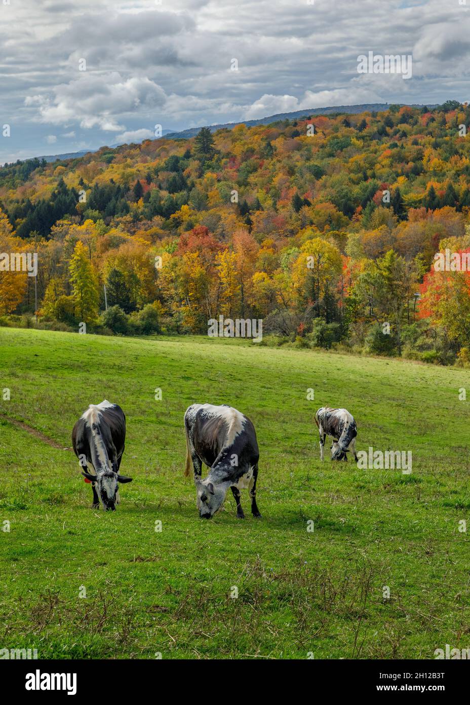 Ein Berghang mit Herbstfarben bietet den Hintergrund für 3 Kühe, die auf der Sugarbush Farm in Woodstock, Vermont, USA, grasen Stockfoto