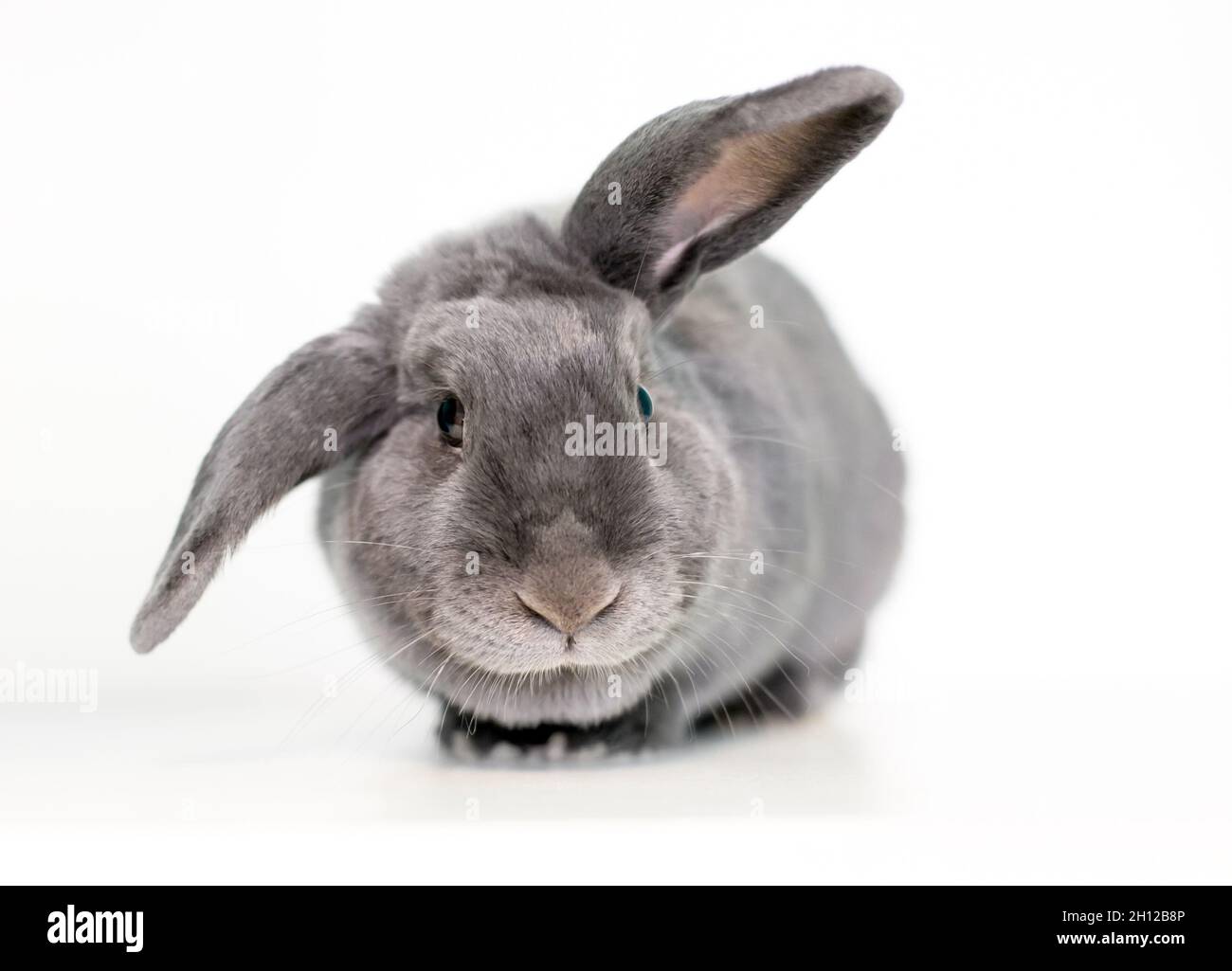 Ein graues Kaninchen hält seine Ohren in einer halben lop-Position Stockfoto