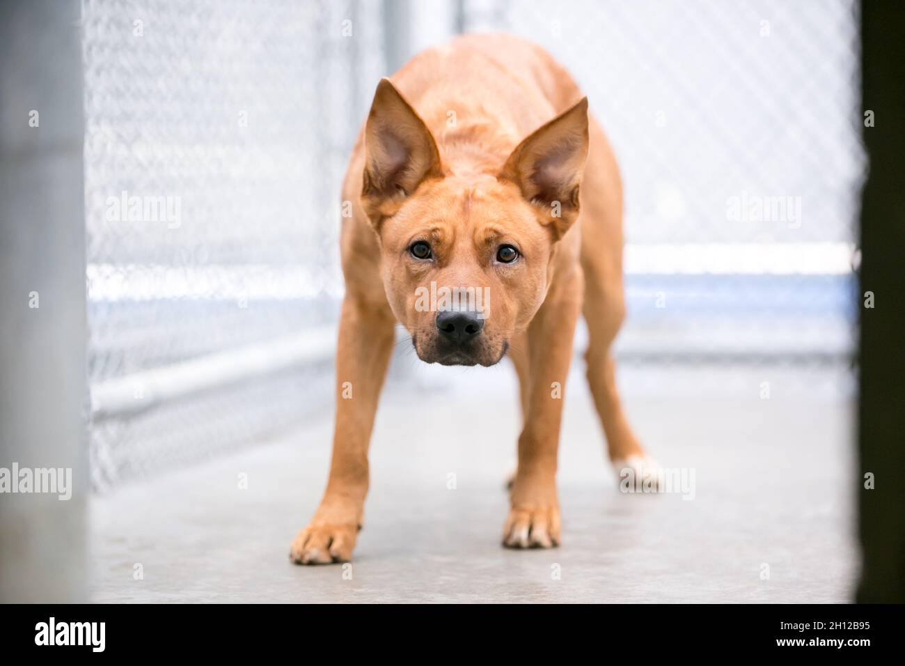 Ein nervöser Mischlingshund in einem Tierheim Zwinger Stockfoto