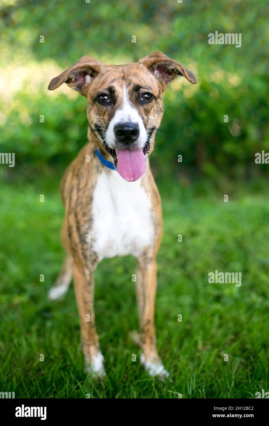 Ein fröhlicher gestromter und weißer Mischlingshund mit Floppyohren, die zur Kamera schauen und lächeln Stockfoto